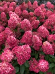 Hydrangea-Bonfire-garden-on-Thursd — копия